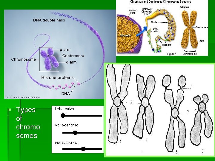 § Types of chromo somes 