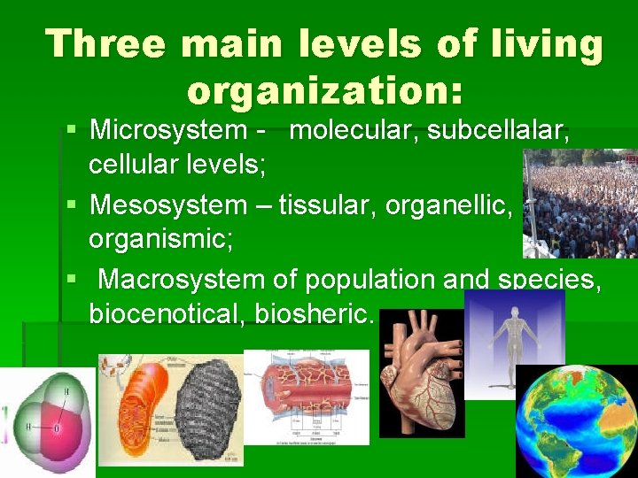 Three main levels of living organization: § Microsystem - molecular, subcellalar, cellular levels; §