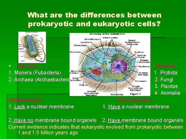 What are the differences between prokaryotic and eukaryotic cells? § Kindoms Kindoms 1. Monera