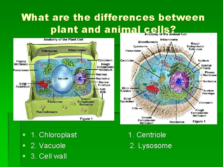 What are the differences between plant and animal cells? § 1. Chloroplast 1. Centriole