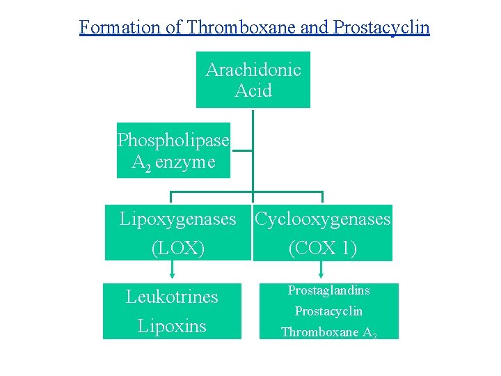 Formation of Thromboxane and Prostacyclin Arachidonic Acid Phospholipase A 2 enzyme Lipoxygenases Cyclooxygenases (LOX)