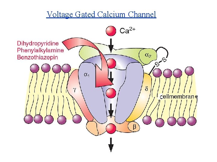 Voltage Gated Calcium Channel Voltage Gated Calcium Channel