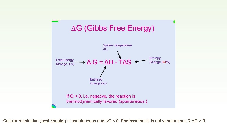 Cellular respiration (next chapter) is spontaneous and ∆G < 0. Photosynthesis is not spontaneous