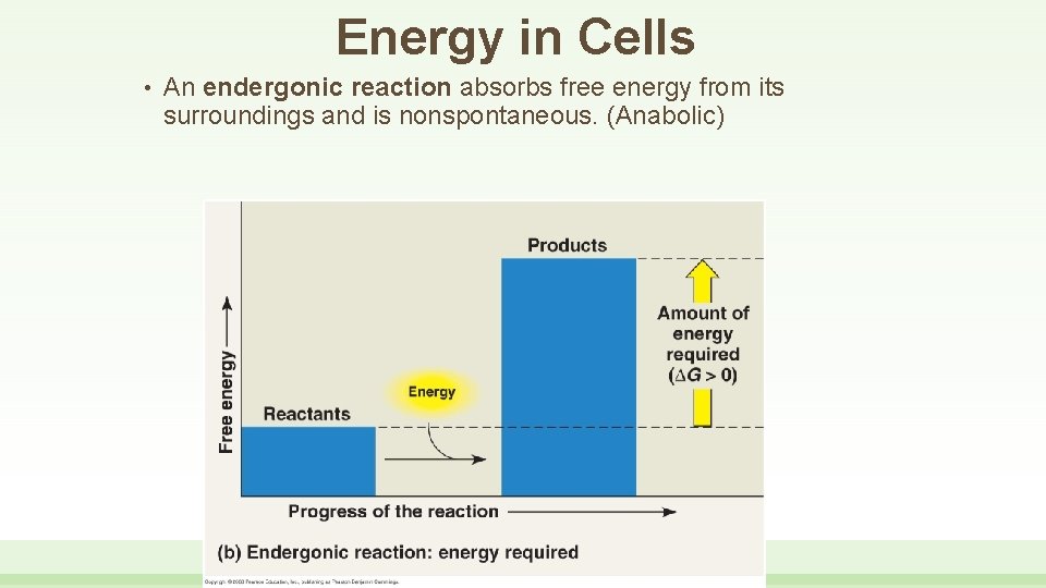 Energy in Cells • An endergonic reaction absorbs free energy from its surroundings and