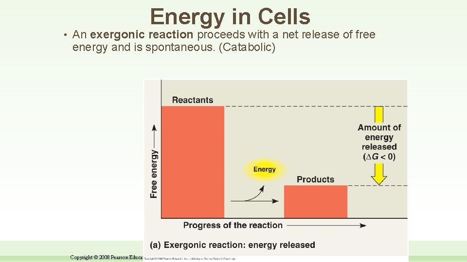 Energy in Cells • An exergonic reaction proceeds with a net release of free