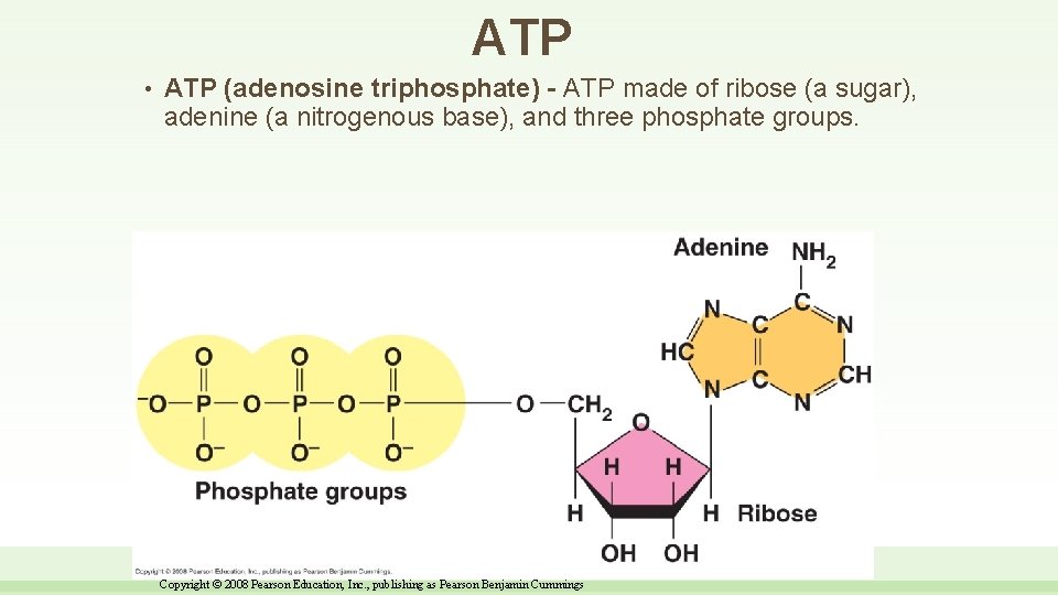 ATP • ATP (adenosine triphosphate) - ATP made of ribose (a sugar), adenine (a