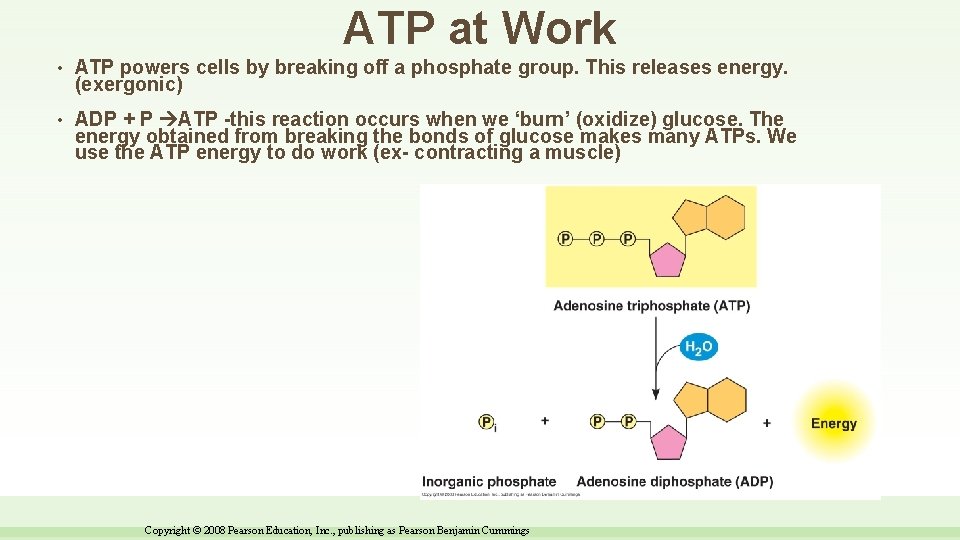 ATP at Work • ATP powers cells by breaking off a phosphate group. This