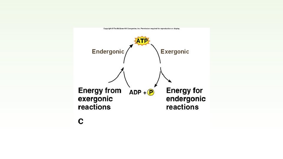 Endergonic Exergonic 