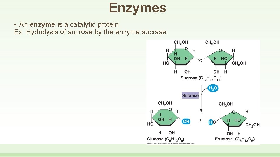 Enzymes An enzyme is a catalytic protein Ex. Hydrolysis of sucrose by the enzyme