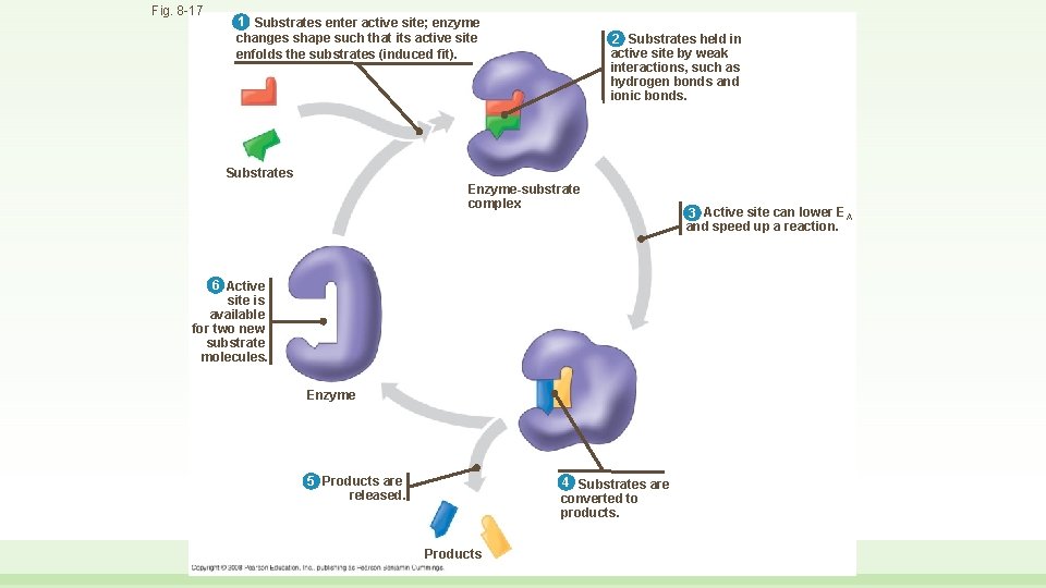 Fig. 8 -17 1 Substrates enter active site; enzyme changes shape such that its