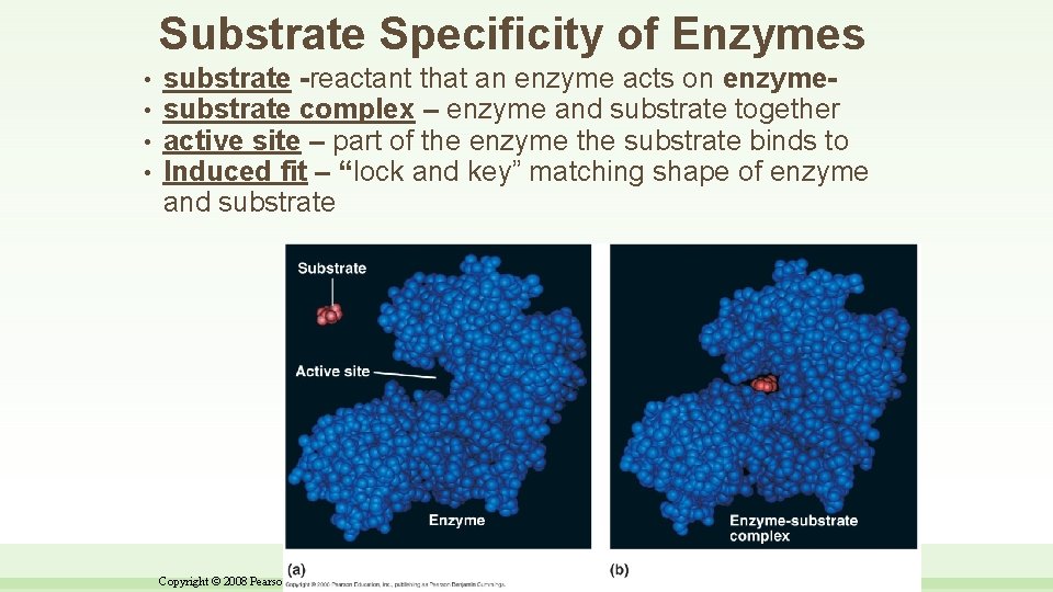 Substrate Specificity of Enzymes • • substrate -reactant that an enzyme acts on enzymesubstrate