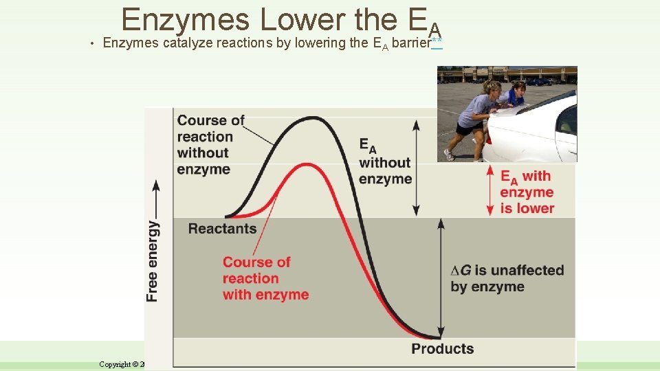  • Enzymes Lower the EA Enzymes catalyze reactions by lowering the EA barrier**