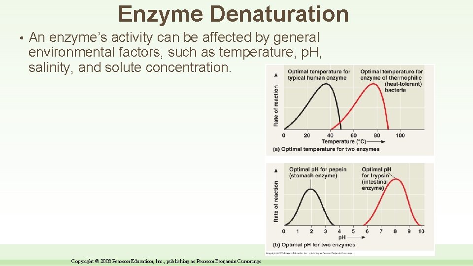 Enzyme Denaturation • An enzyme’s activity can be affected by general environmental factors, such
