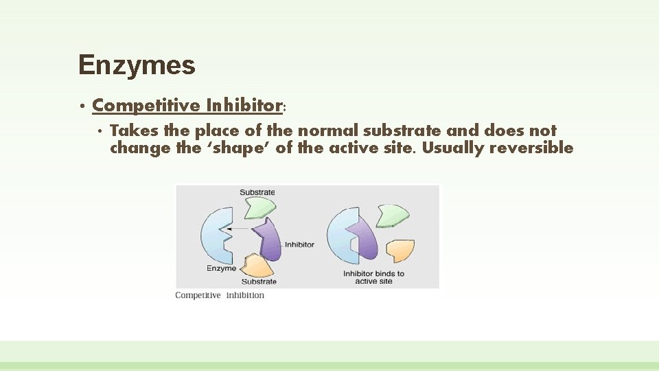 Enzymes • Competitive Inhibitor: • Takes the place of the normal substrate and does