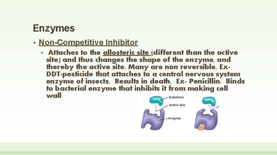 Enzymes • Non-Competitive Inhibitor • Attaches to the allosteric site (different than the active