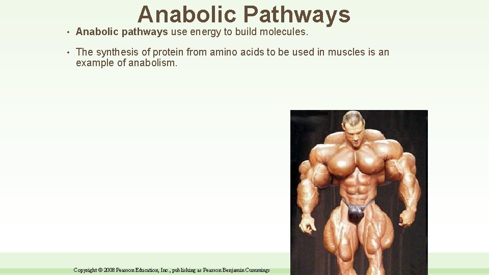 Anabolic Pathways • Anabolic pathways use energy to build molecules. • The synthesis of