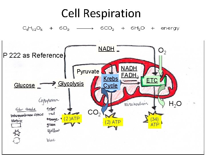 Cell Respiration NADH P 222 as Reference) Pyruvate Glucose Krebs Cycle Glycolysis (2 )ATP