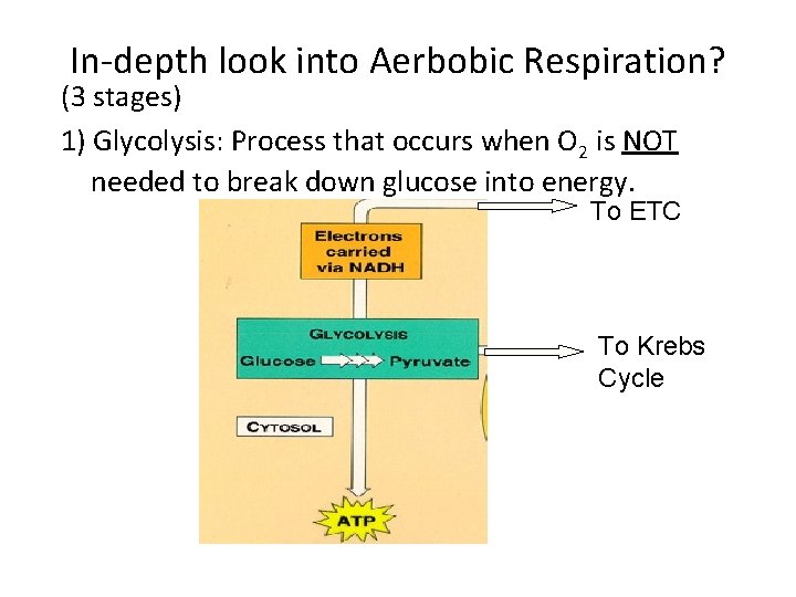 In-depth look into Aerbobic Respiration? (3 stages) 1) Glycolysis: Process that occurs when O