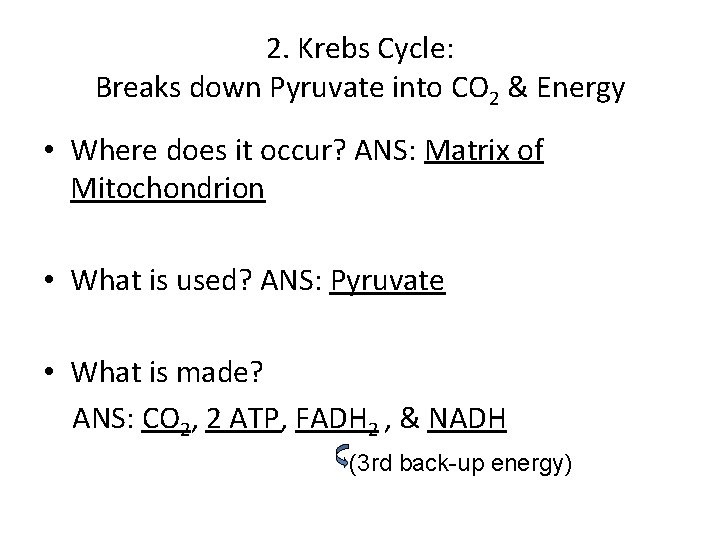 2. Krebs Cycle: Breaks down Pyruvate into CO 2 & Energy • Where does