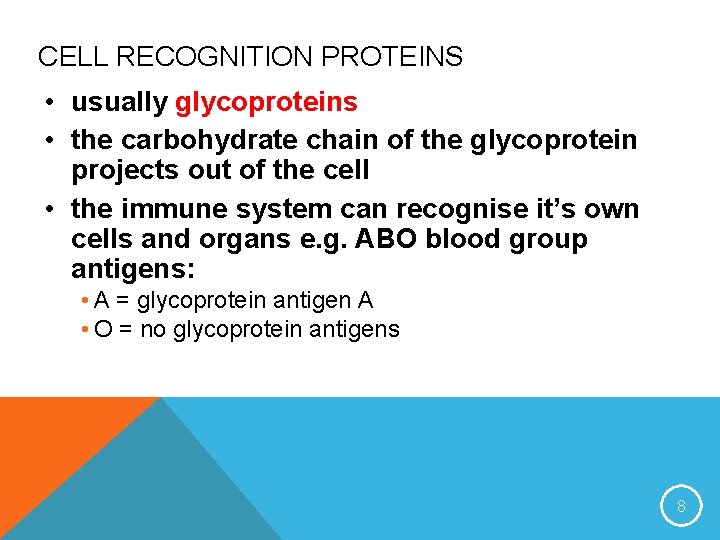 CELL RECOGNITION PROTEINS • usually glycoproteins • the carbohydrate chain of the glycoprotein projects