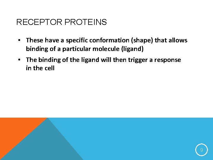 RECEPTOR PROTEINS • These have a specific conformation (shape) that allows binding of a