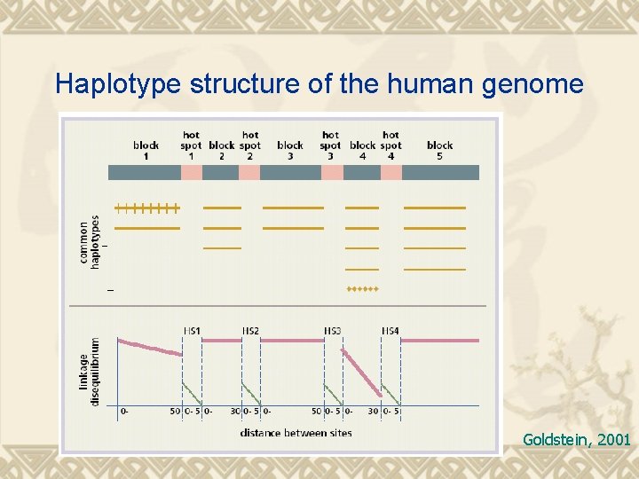 Haplotype structure of the human genome Goldstein, 2001 