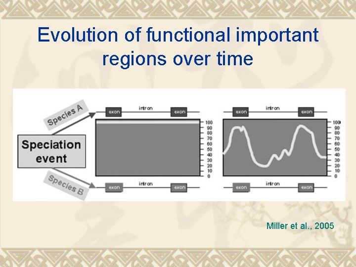 Evolution of functional important regions over time Miller et al. , 2005 