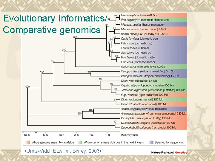 Evolutionary Informatics/ Comparative genomics (Ureta-Vidal, Ettwiller, Birney, 2003) 