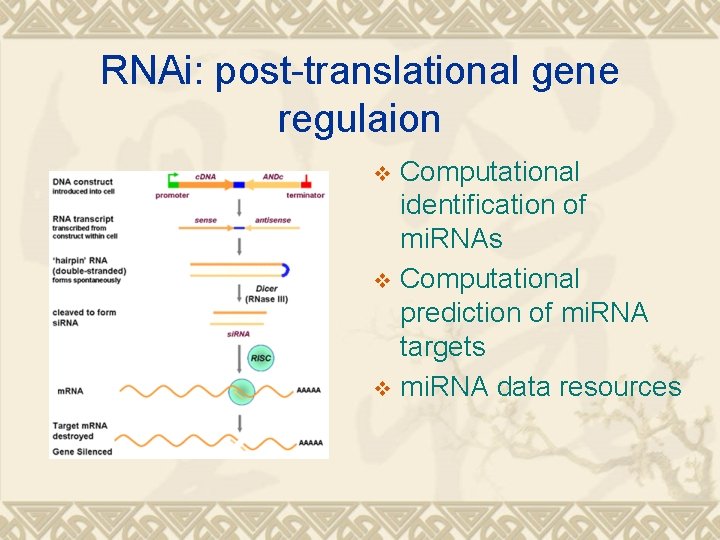 RNAi: post-translational gene regulaion Computational identification of mi. RNAs v Computational prediction of mi.