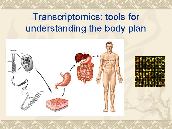 Transcriptomics: tools for understanding the body plan 