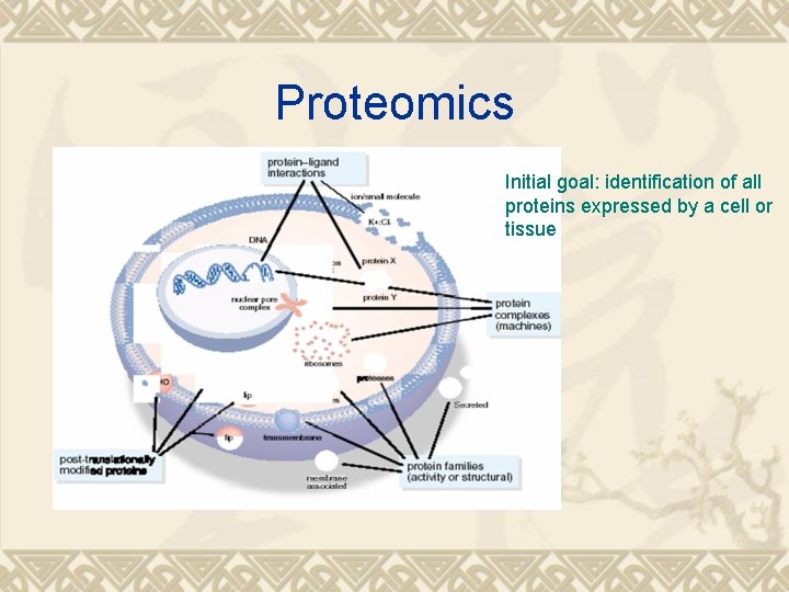 Proteomics Initial goal: identification of all proteins expressed by a cell or tissue 