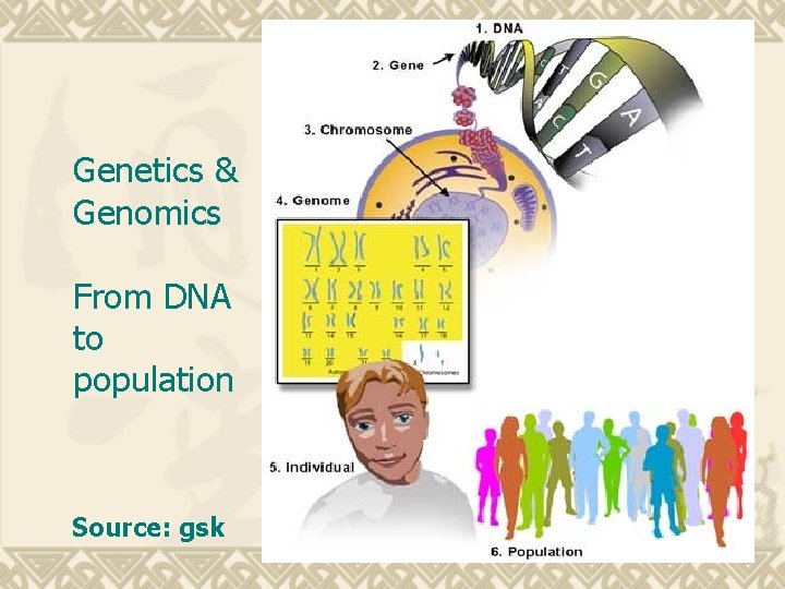  Genetics & Genomics From DNA to population Source: gsk 