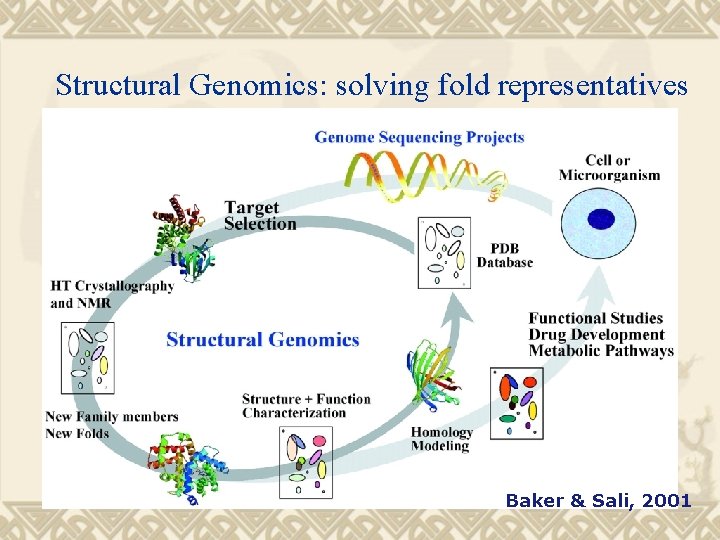 Structural Genomics: solving fold representatives Baker & Sali, 2001 