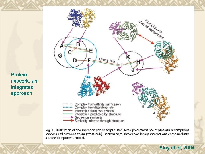 Protein network: an integrated approach Aloy et al, 2004 