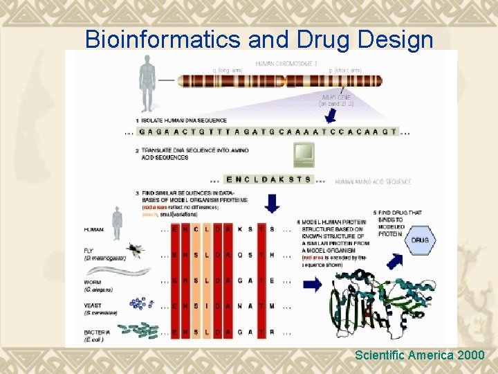 Bioinformatics and Drug Design Scientific America 2000 