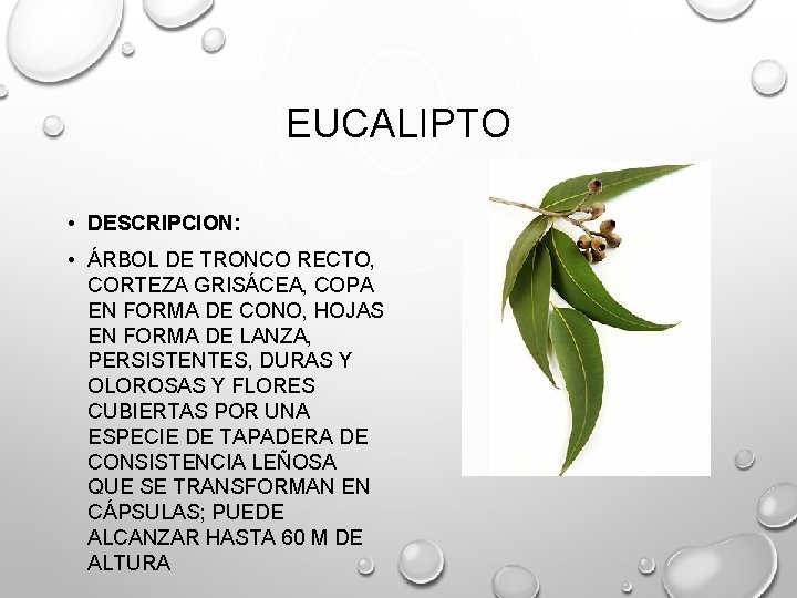 EUCALIPTO • DESCRIPCION: • ÁRBOL DE TRONCO RECTO, CORTEZA GRISÁCEA, COPA EN FORMA DE