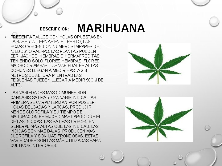 DESCRIPCION: MARIHUANA • PRESENTA TALLOS CON HOJAS OPUESTAS EN LA BASE Y ALTERNAS EN