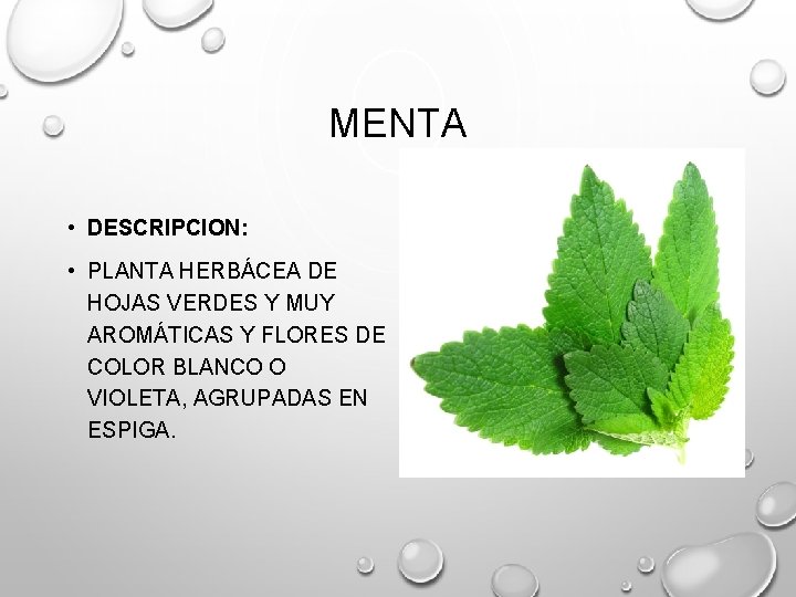 MENTA • DESCRIPCION: • PLANTA HERBÁCEA DE HOJAS VERDES Y MUY AROMÁTICAS Y FLORES