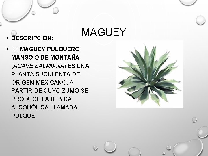  • DESCRIPCION: MAGUEY • EL MAGUEY PULQUERO, MANSO O DE MONTAÑA (AGAVE SALMIANA)