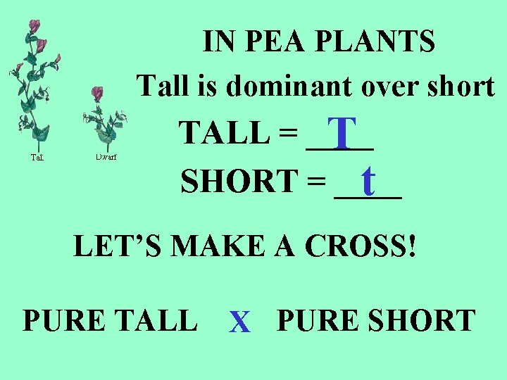 IN PEA PLANTS Tall is dominant over short TALL = ____ T SHORT = IN PEA PLANTS Tall is dominant over short TALL = ____ T SHORT =