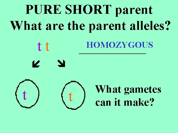 PURE SHORT parent What are the parent alleles? tt t HOMOZYGOUS _____ t What PURE SHORT parent What are the parent alleles? tt t HOMOZYGOUS _____ t What