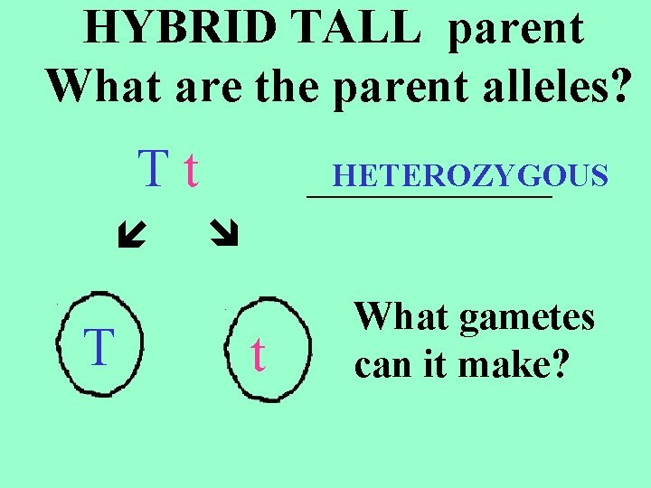 HYBRID TALL parent What are the parent alleles? Tt T _____ HETEROZYGOUS t What HYBRID TALL parent What are the parent alleles? Tt T _____ HETEROZYGOUS t What