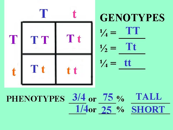 T t T TT Tt tt GENOTYPES TT ¼ = _____ Tt ½ = T t T TT Tt tt GENOTYPES TT ¼ = _____ Tt ½ =