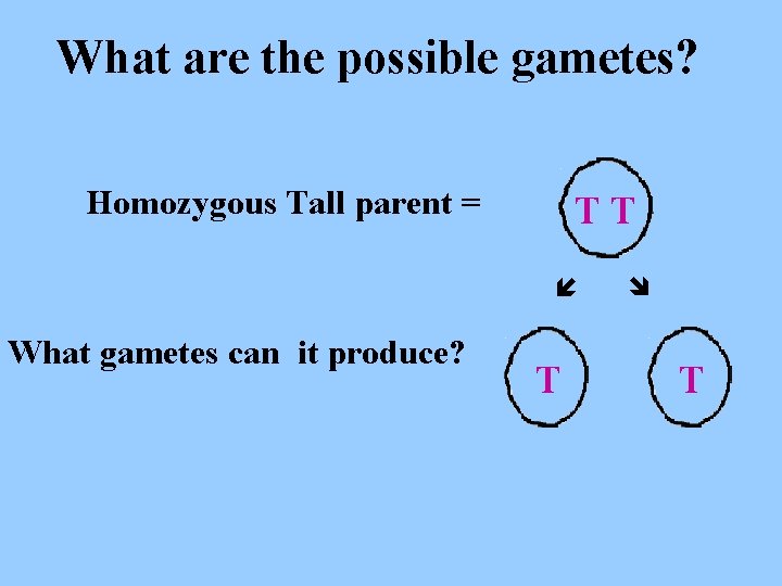 What are the possible gametes? Homozygous Tall parent = What gametes can it produce? What are the possible gametes? Homozygous Tall parent = What gametes can it produce?