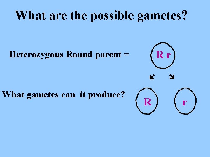 What are the possible gametes? Heterozygous Round parent = What gametes can it produce? What are the possible gametes? Heterozygous Round parent = What gametes can it produce?