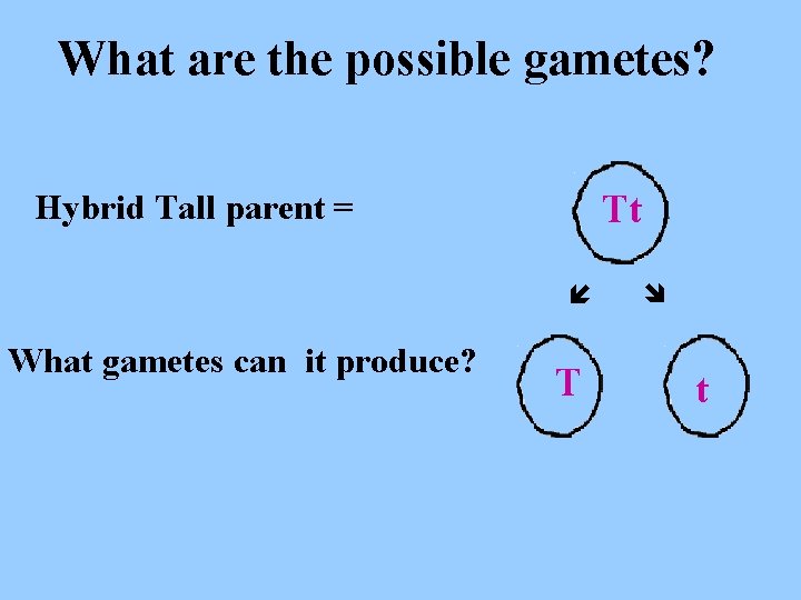 What are the possible gametes? Hybrid Tall parent = What gametes can it produce? What are the possible gametes? Hybrid Tall parent = What gametes can it produce?