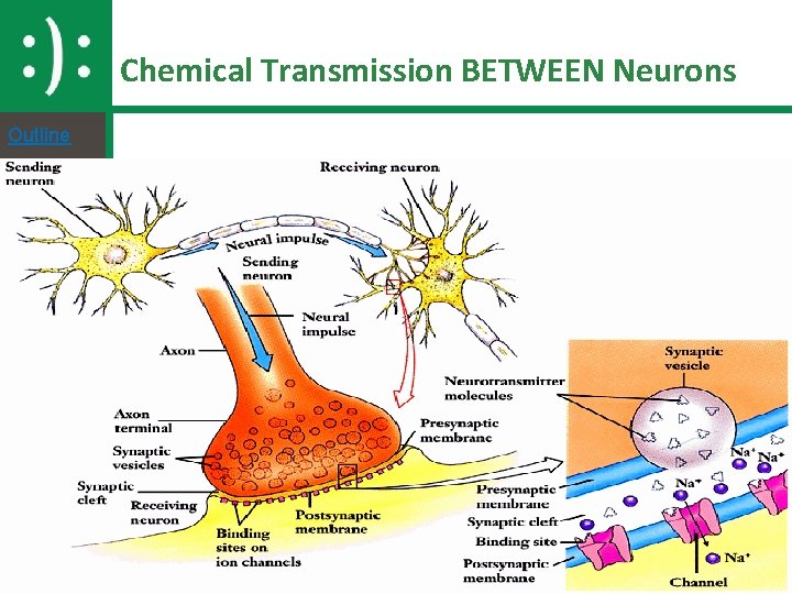 Chemical Transmission BETWEEN Neurons Outline 