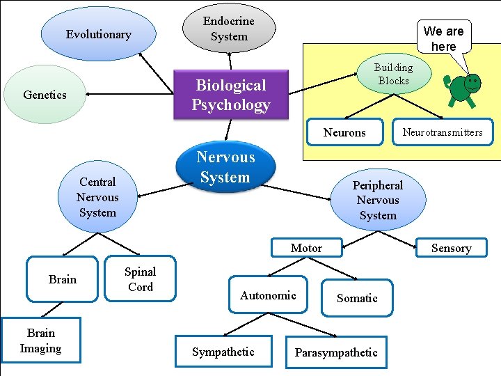 Evolutionary Endocrine System We are here Building Blocks Biological Psychology Genetics Neurons Nervous System