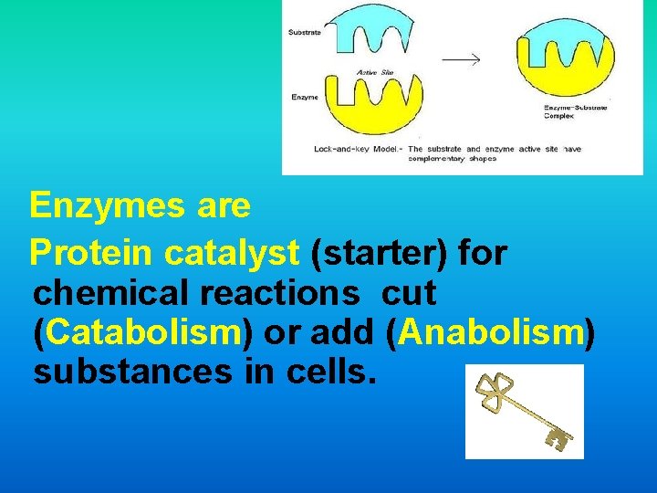 Enzymes are Protein catalyst (starter) for chemical reactions cut (Catabolism) or add (Anabolism) substances