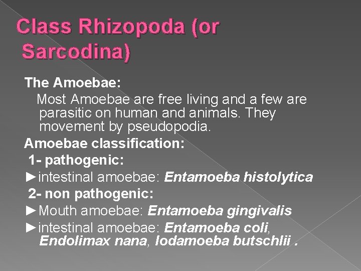 Class Rhizopoda (or Sarcodina) The Amoebae: Most Amoebae are free living and a few